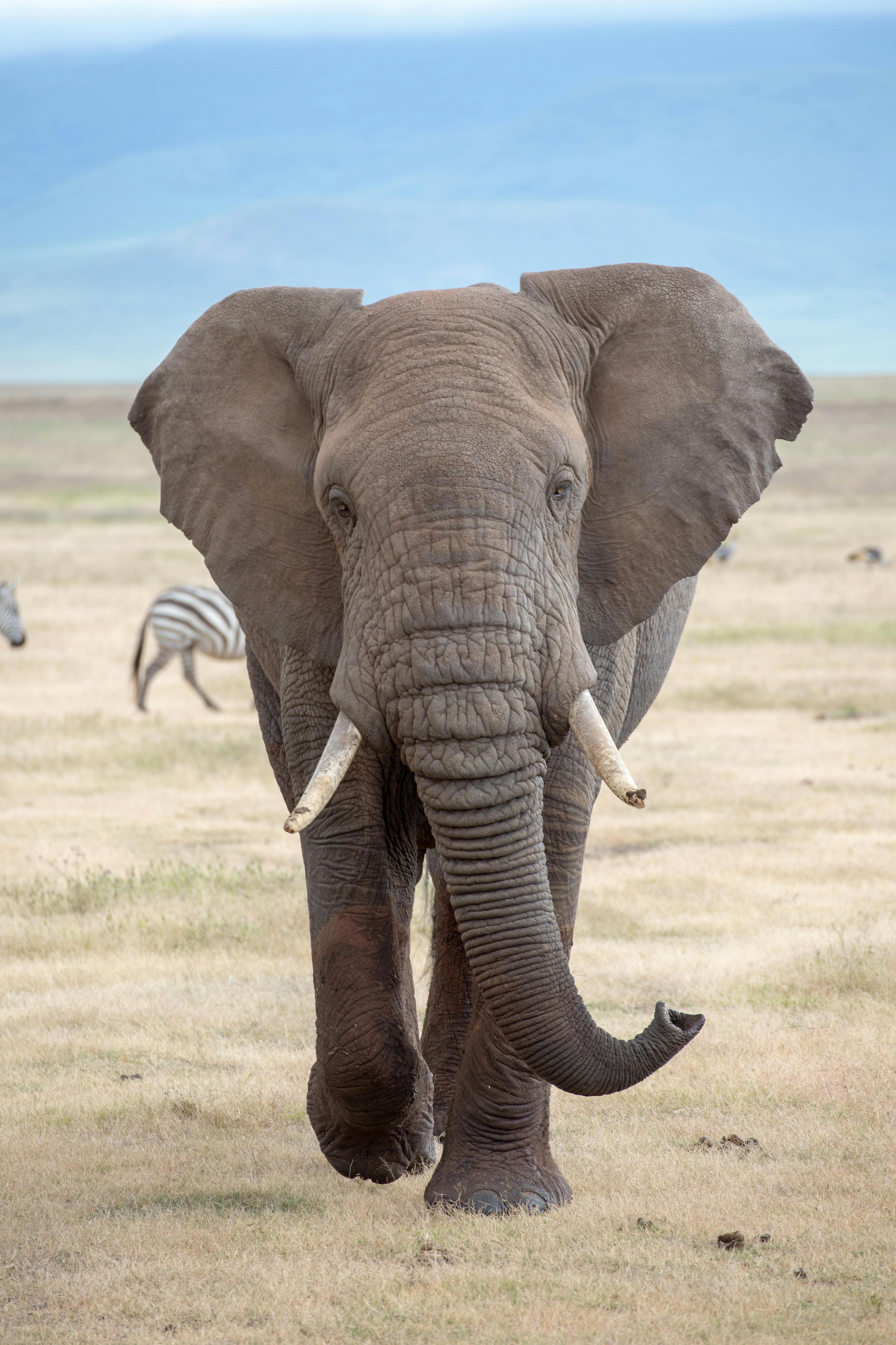 African elephant