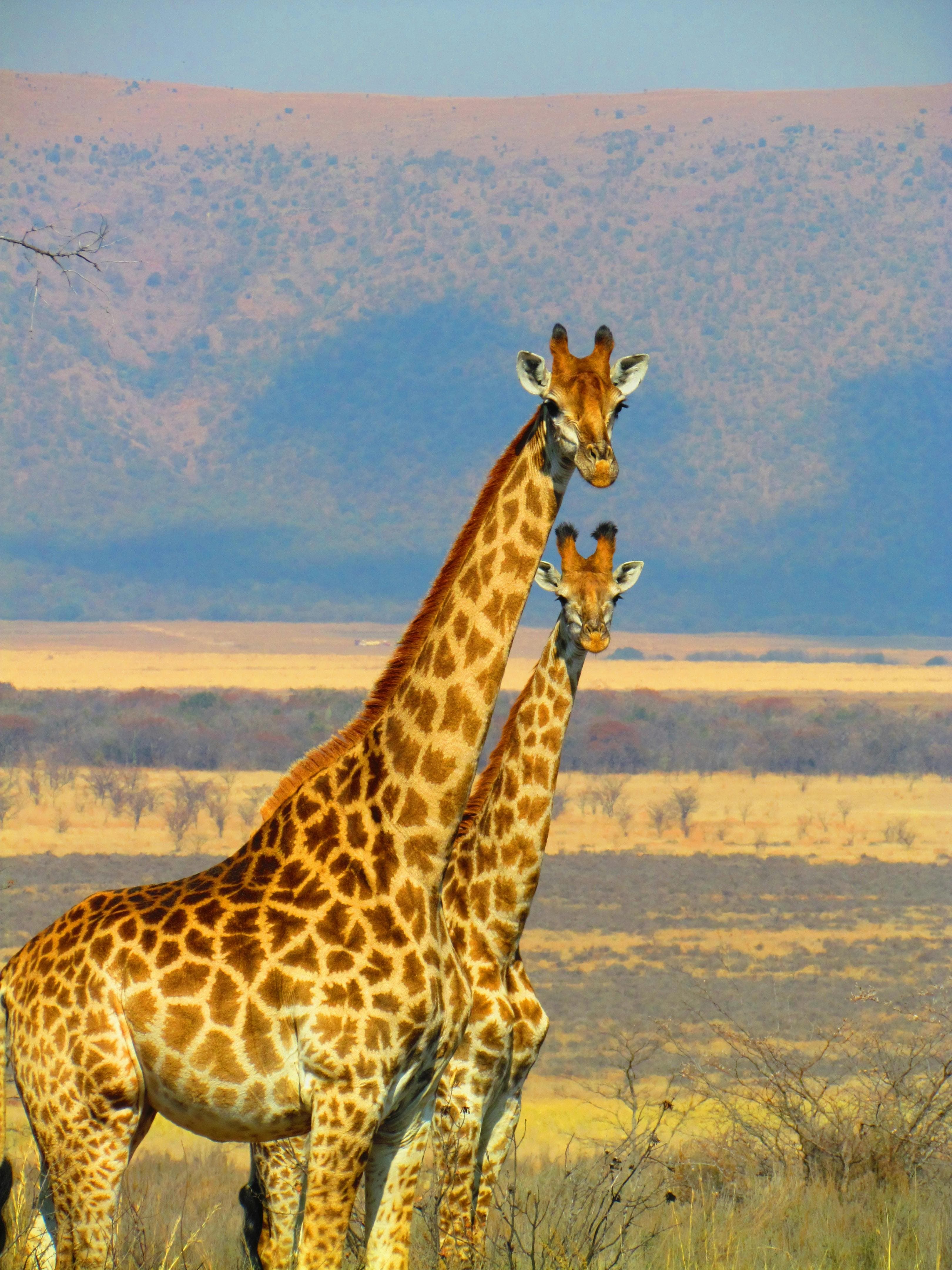 African safari landscape with acacia trees